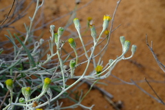 Senecio niveus