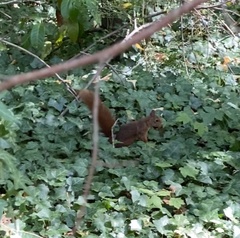 Sciurus vulgaris