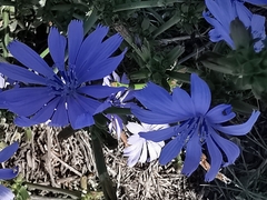 Cichorium intybus