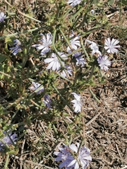 Cichorium intybus