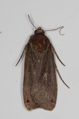 Noctua pronuba