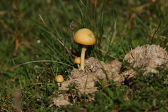Protostropharia
