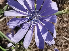 Cichorium intybus