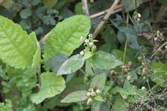 Acmella radicans