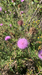 Cirsium discolor