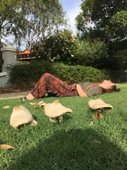 Chlorophyllum molybdites