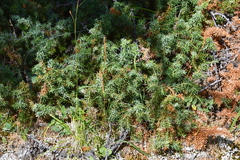 Juniperus communis saxatilis