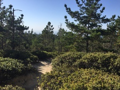 Arctostaphylos hookeri