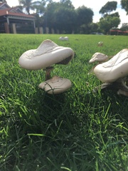 Chlorophyllum molybdites