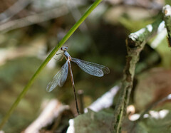 Lestes