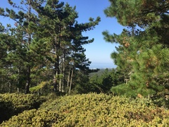 Arctostaphylos hookeri