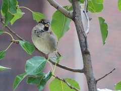Passer domesticus domesticus