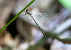Lestes