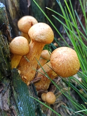 Gymnopilus junonius