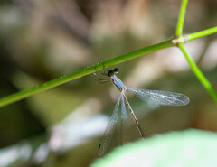 Lestes