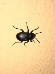 Helopini