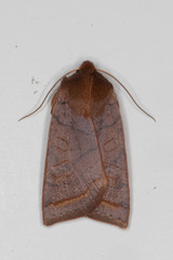 Epiglaea apiata
