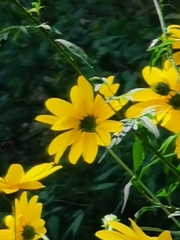 Helianthus tuberosus