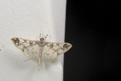 Polythlipta divaricata