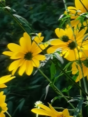 Helianthus tuberosus