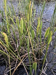 Sagittaria rigida