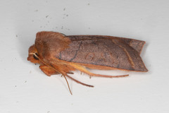 Epiglaea apiata