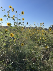 Helianthus annuus