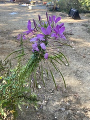 Cleome