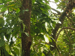 Syngonium podophyllum