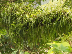 Pyrrosia