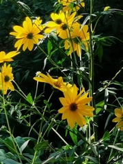 Helianthus tuberosus
