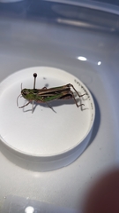 Stenobothrus lineatus