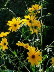 Helianthus tuberosus