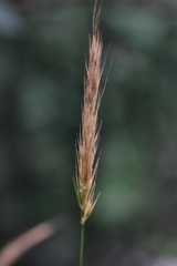 Hordelymus europaeus