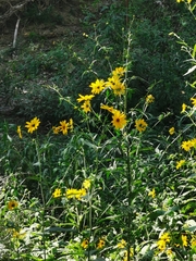 Helianthus tuberosus