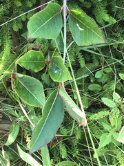 Viburnum cassinoides