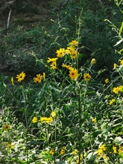Helianthus tuberosus