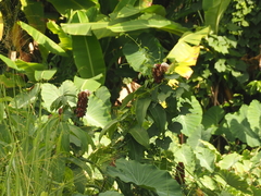 Costaceae