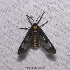 Eressa confinis