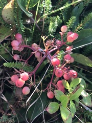 Viburnum cassinoides