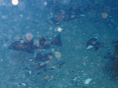 Paralabrax nebulifer