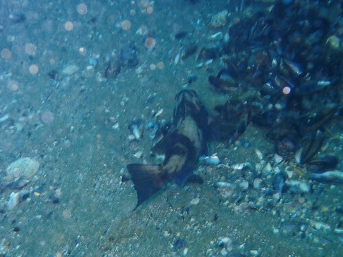 Sand bass