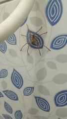 Heteropoda venatoria