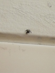 Thorelliola ensifera