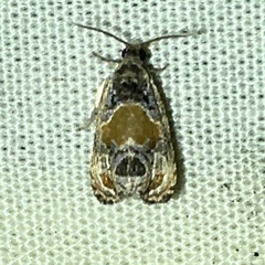 Olethreutes griseoalbana