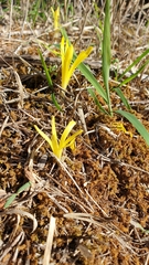 Sternbergia colchiciflora