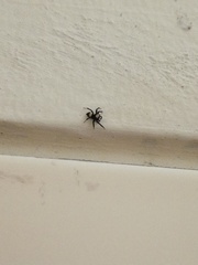 Thorelliola ensifera