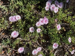 Lampranthus