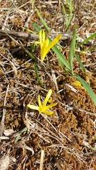 Sternbergia colchiciflora