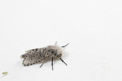 Polyphagozerra coffeae